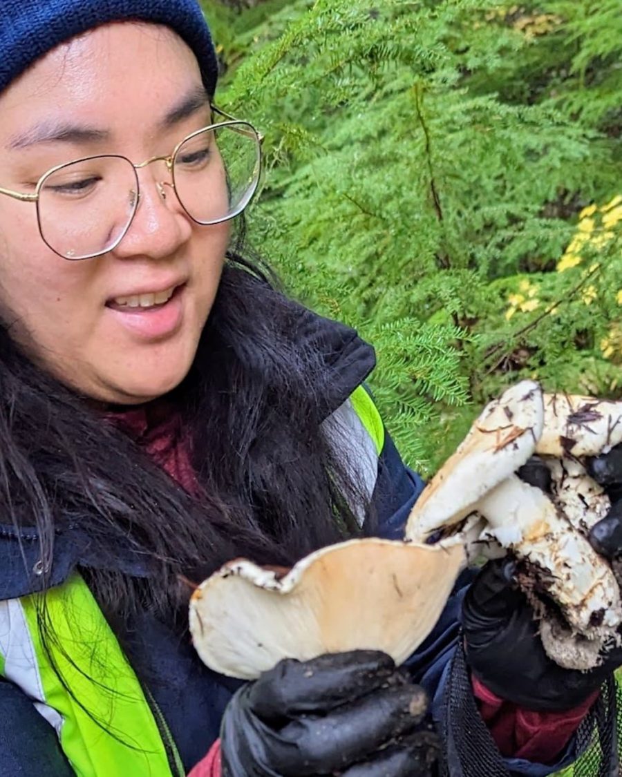 Matsutake Madness Hunt