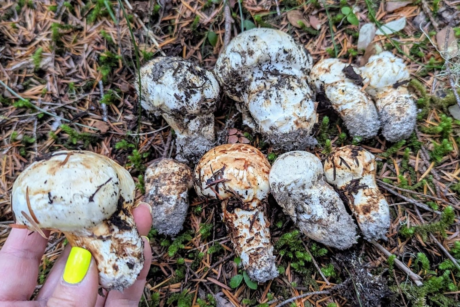 Matsutake Madness Hunt