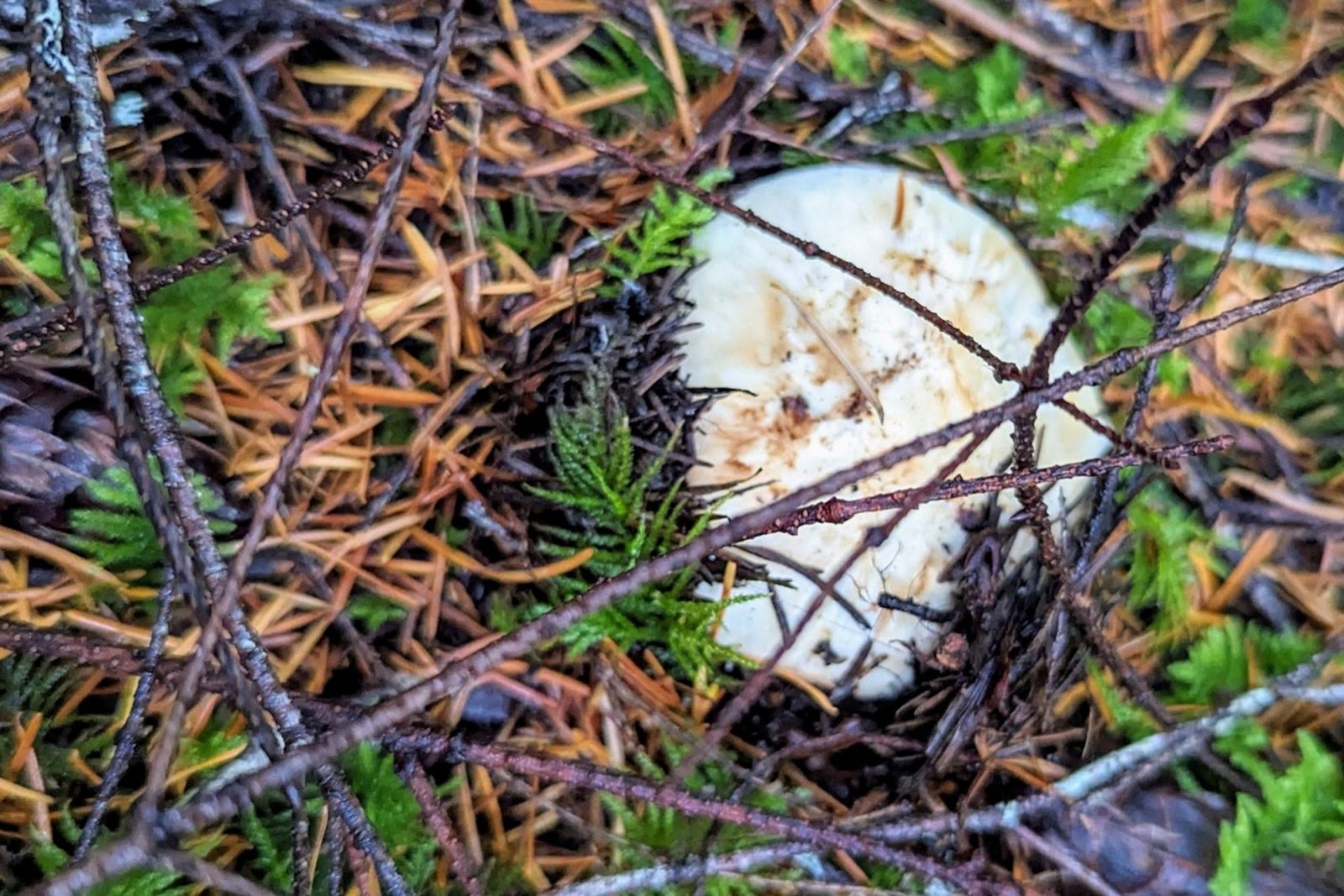 Matsutake Madness Hunt