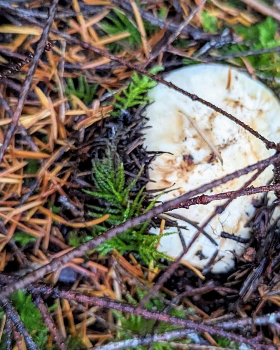 Matsutake Madness Hunt