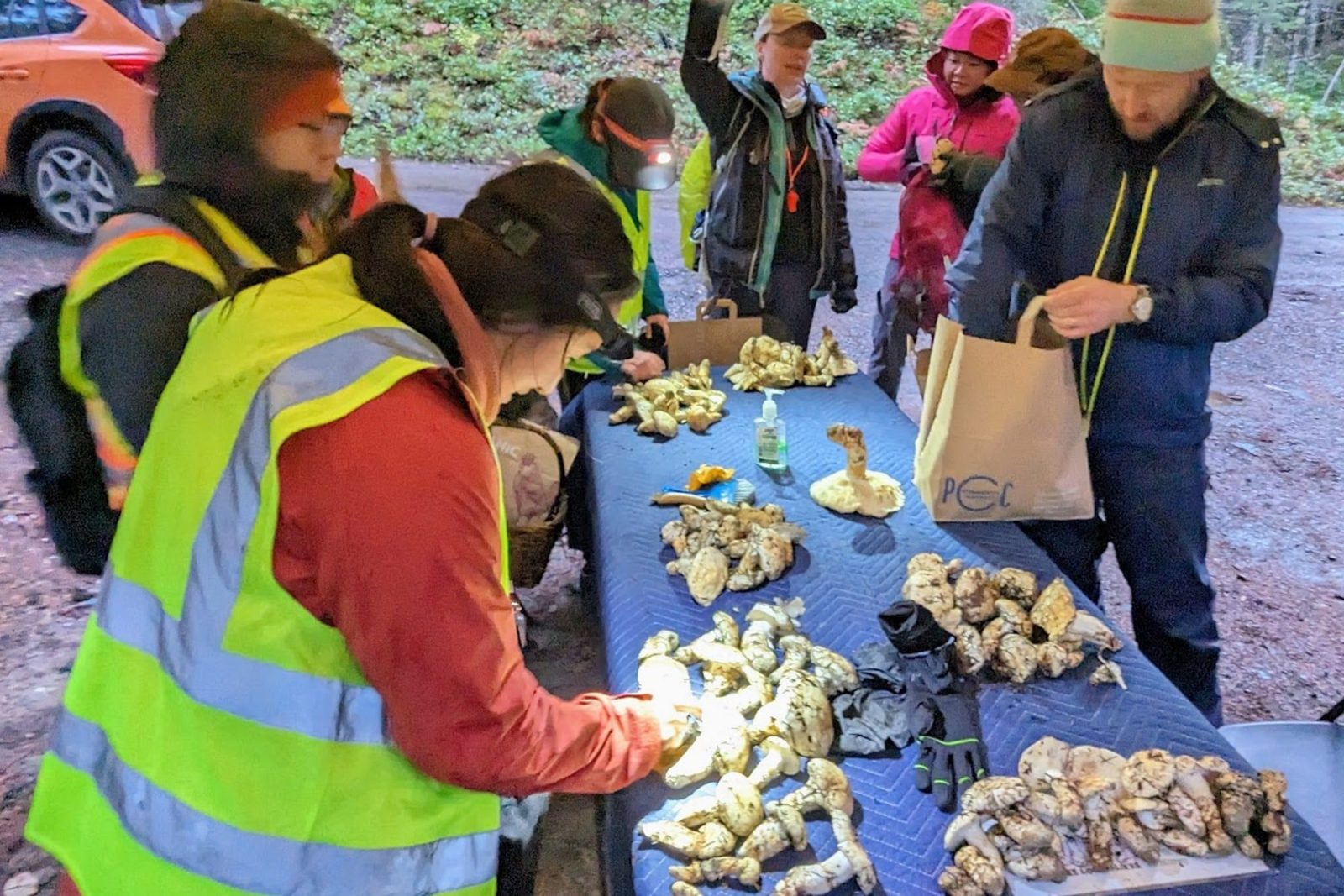 Matsutake Madness Hunt