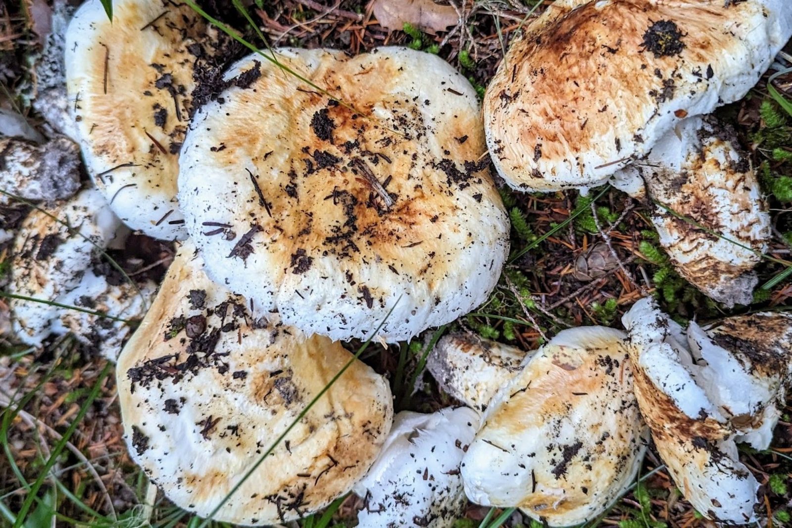 Matsutake Madness Hunt