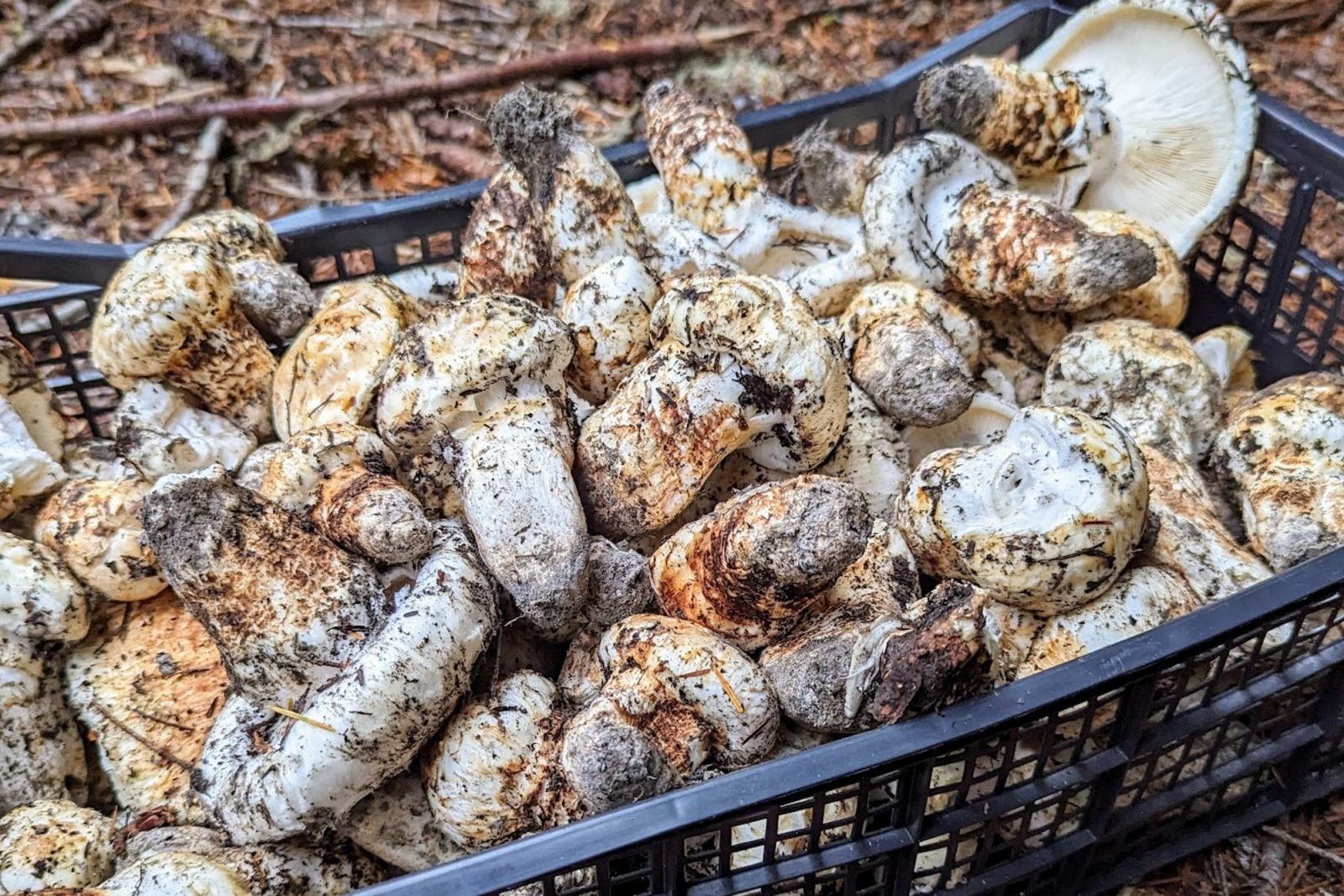 Matsutake Madness Hunt
