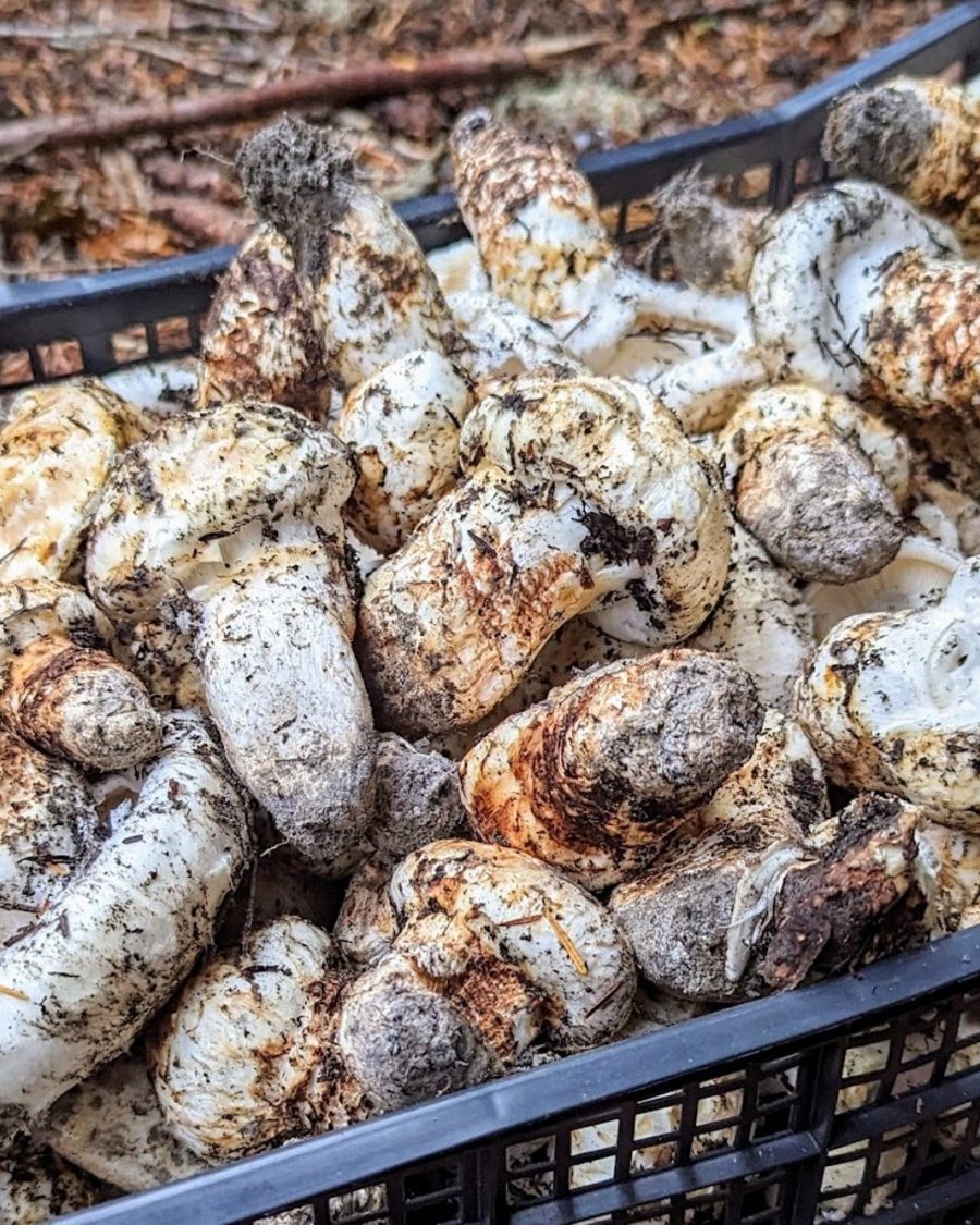 Matsutake Madness Hunt