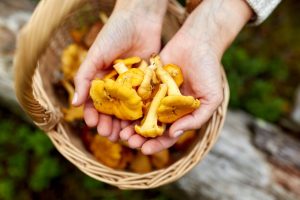 Hands holding fresh chanterelles over a wicker basket