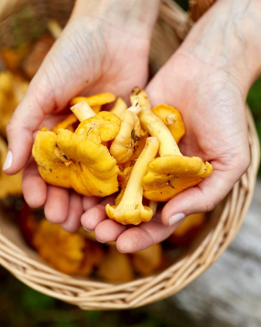 Hands holding fresh chanterelles over a wicker basket