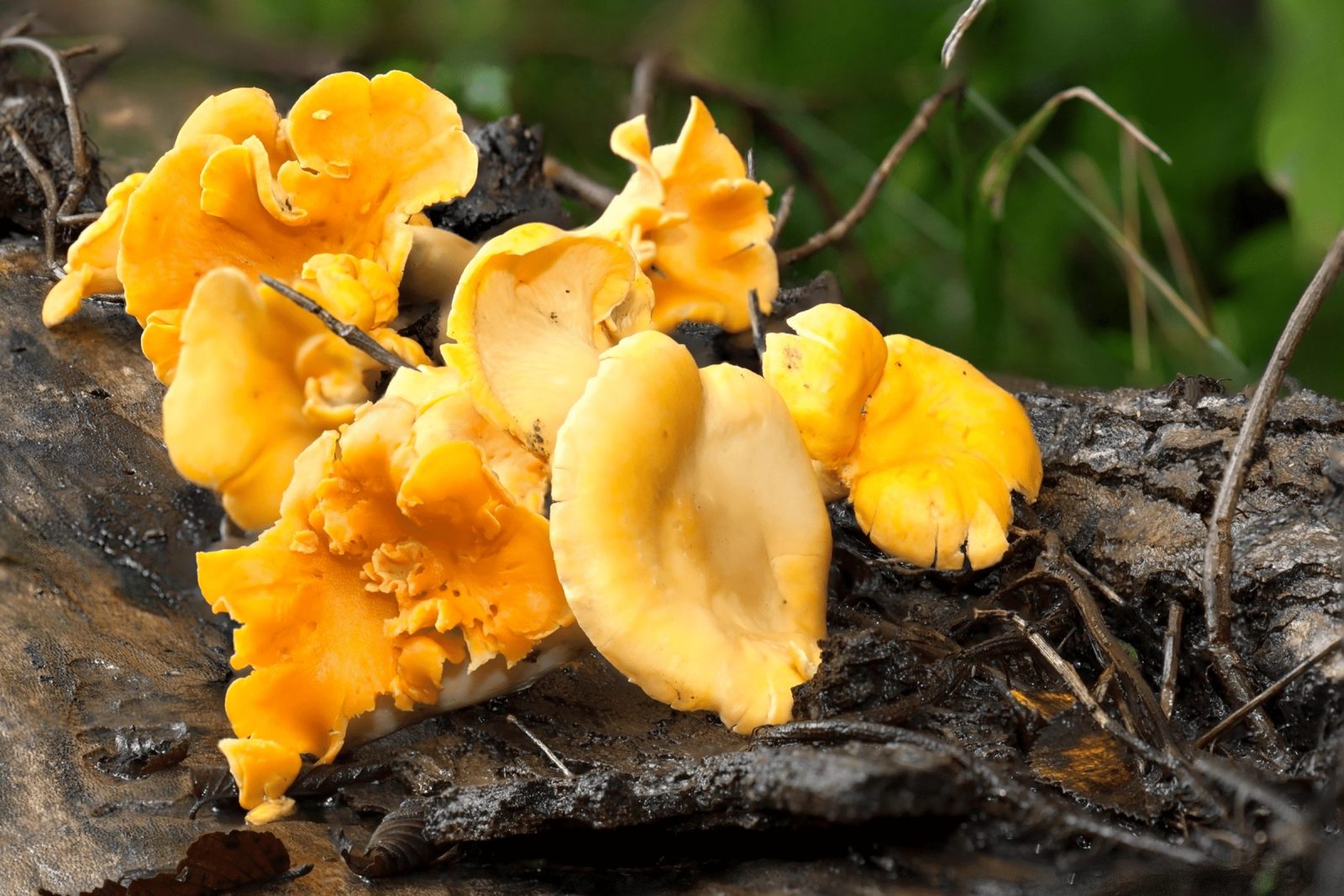 Crazy for Chanterelles Hunt