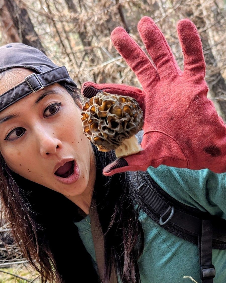 Morel Mania Hunt