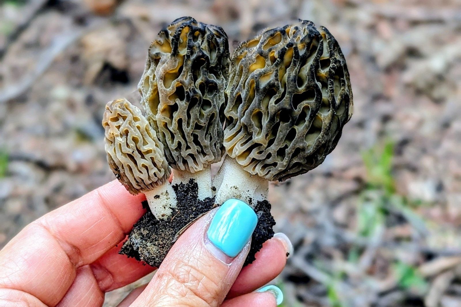 Morel Mania Hunt