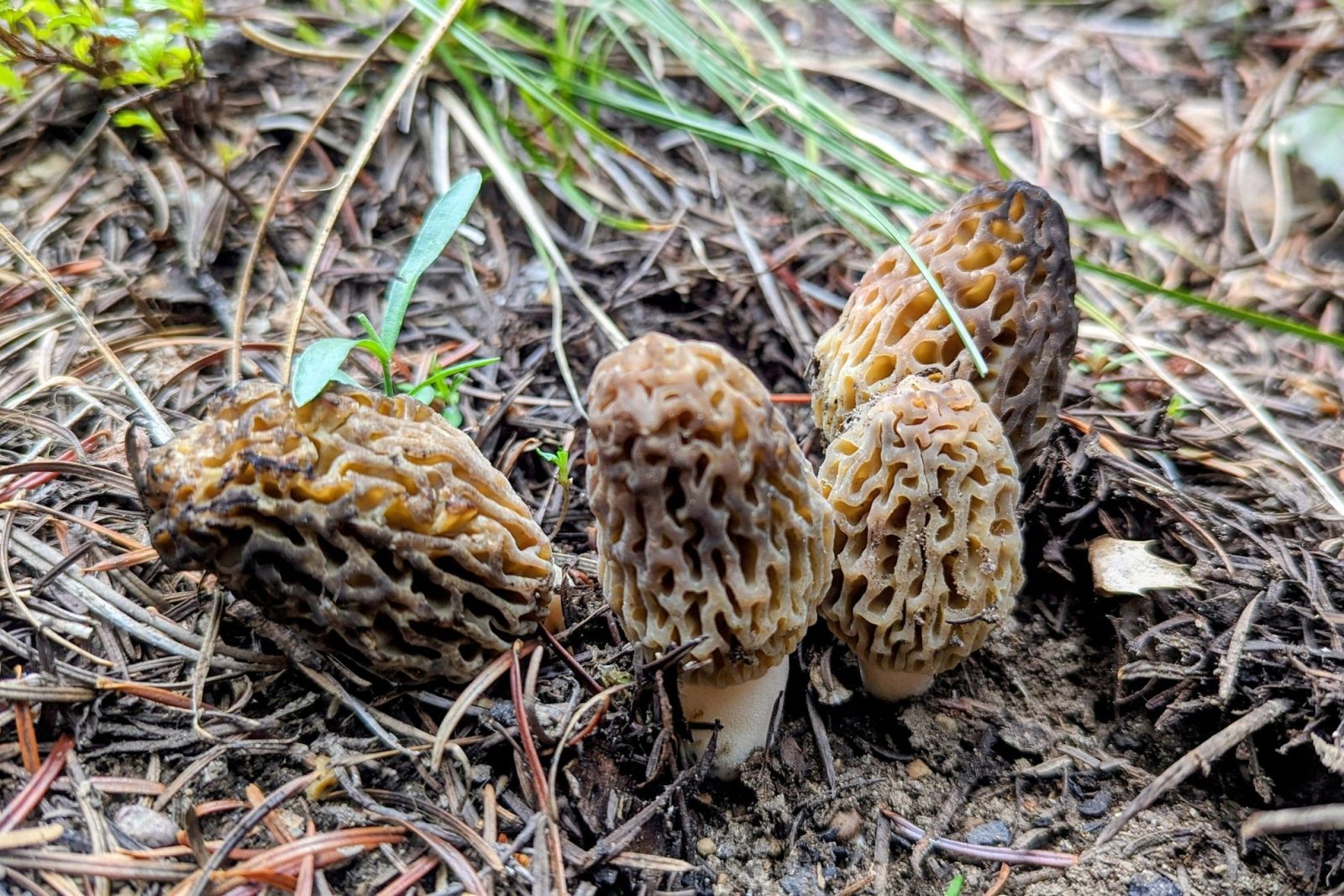 Morel Mania Hunt