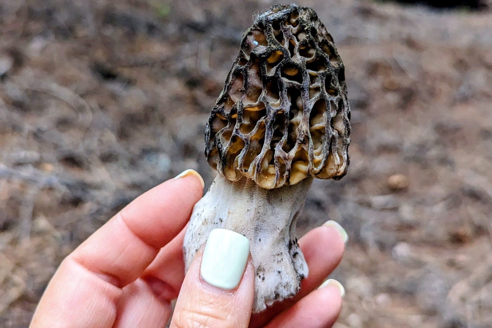 Morel Mania Hunt
