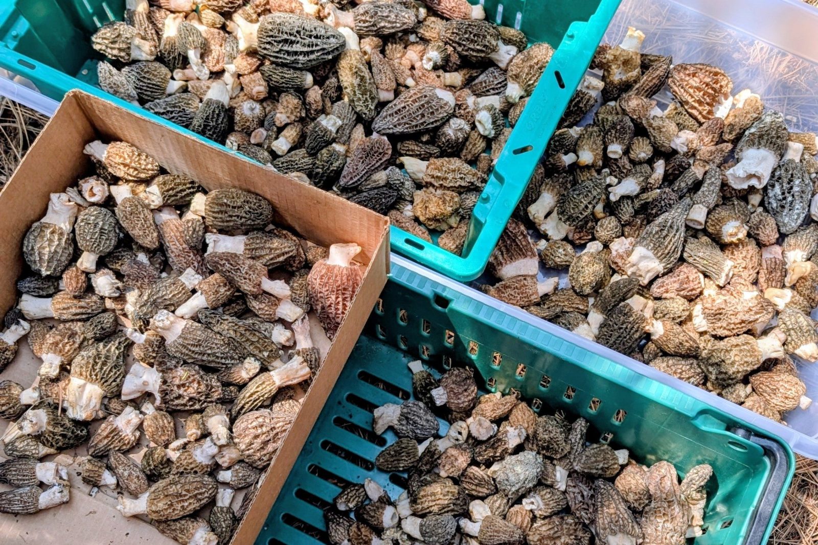 Morel Mania Hunt