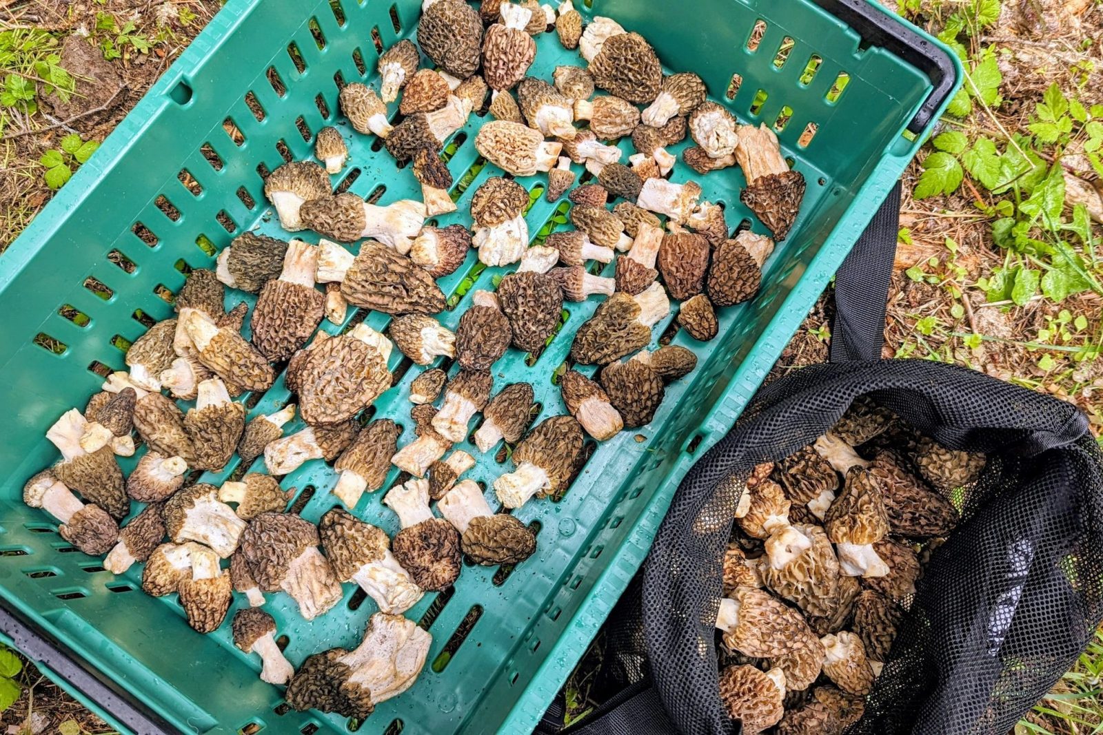 Morel Mania Hunt
