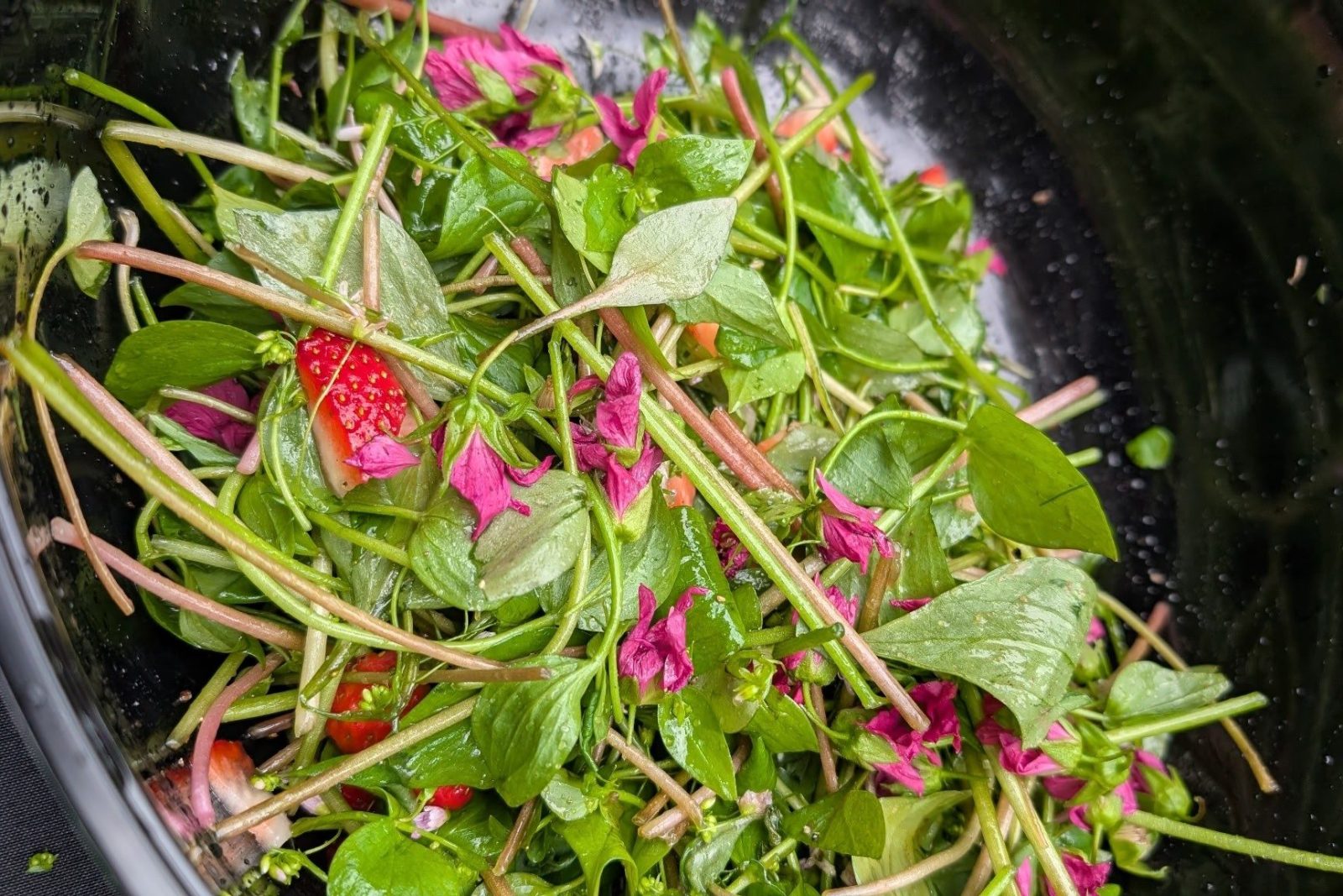 Spring Wild Edibles: Forage & Feast