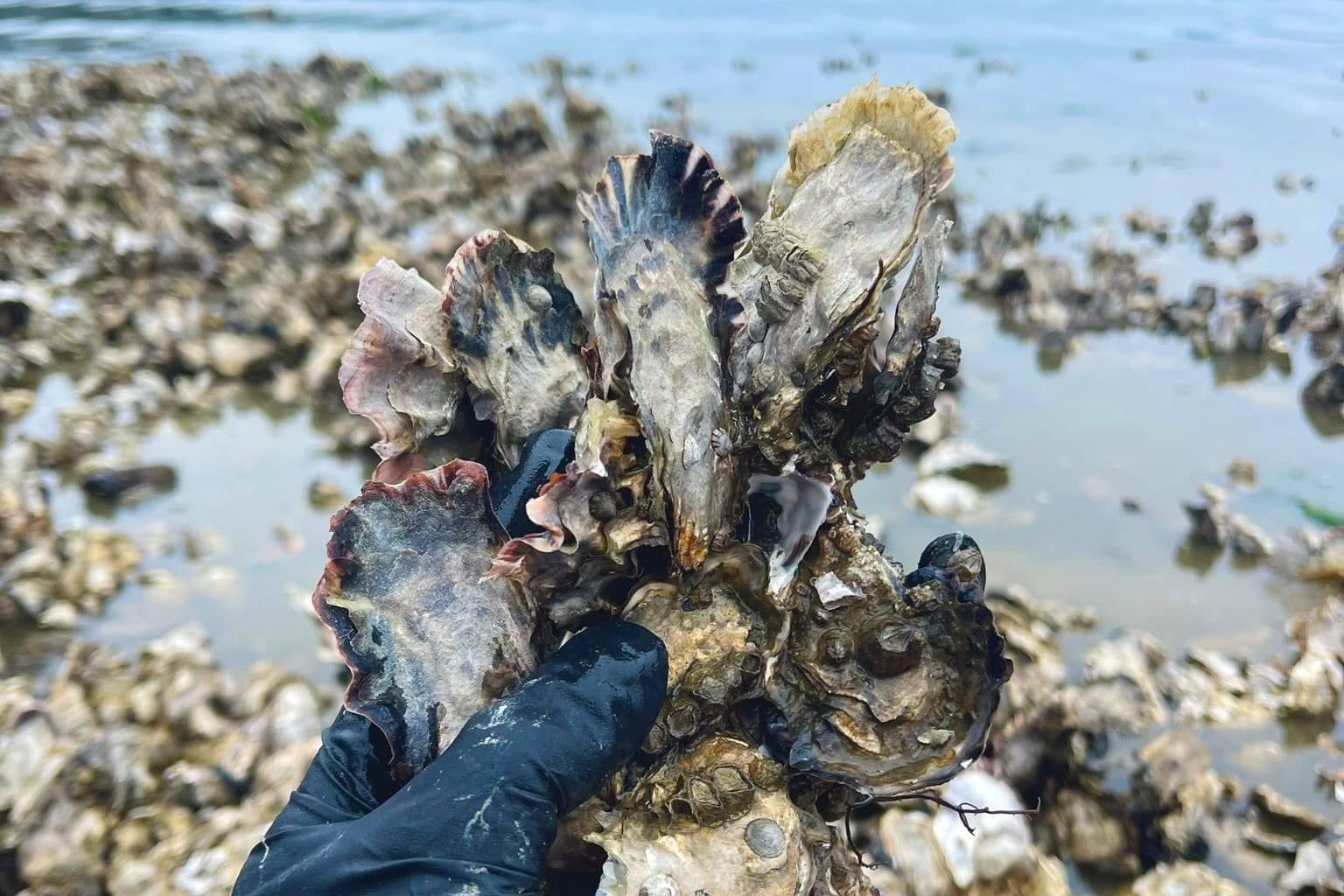 Oyster & Clam ShinDIG