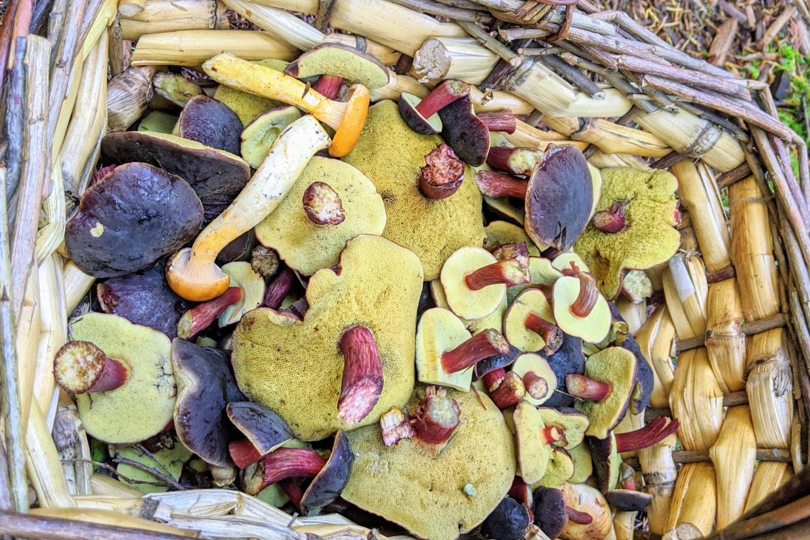 Seattle Mushroom Foraging 101