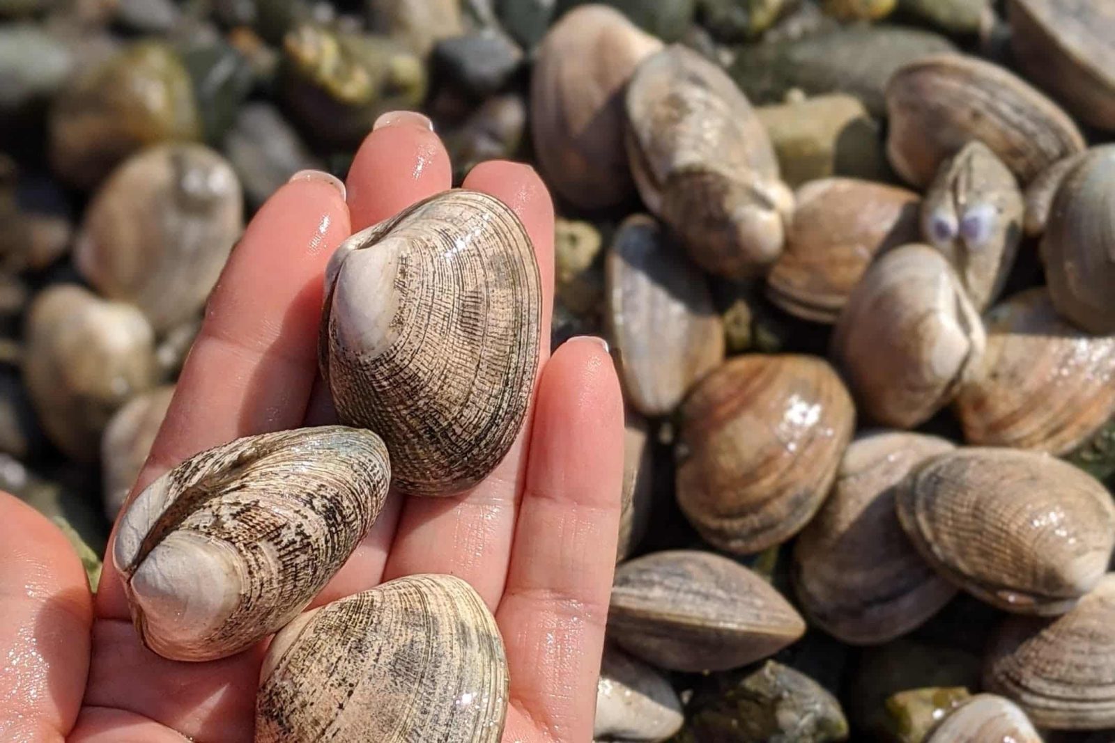 Oyster & Clam ShinDIG