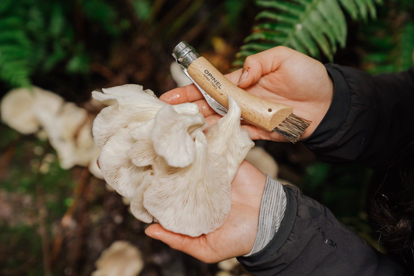 Seattle Mushroom Foraging 101