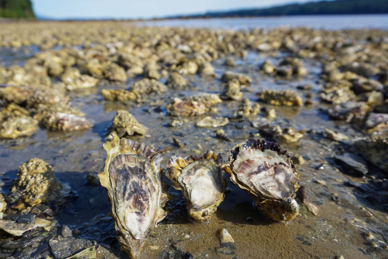 Oysters on a Washington tide flat at low tide