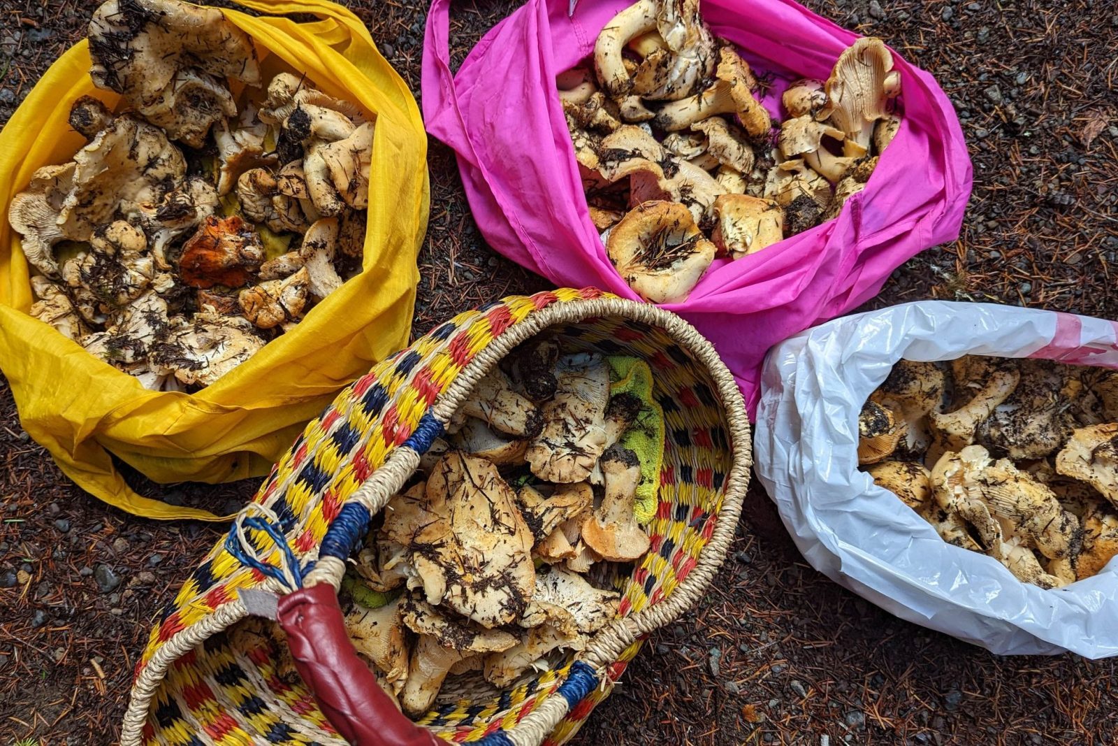 Crazy for Chanterelles Hunt