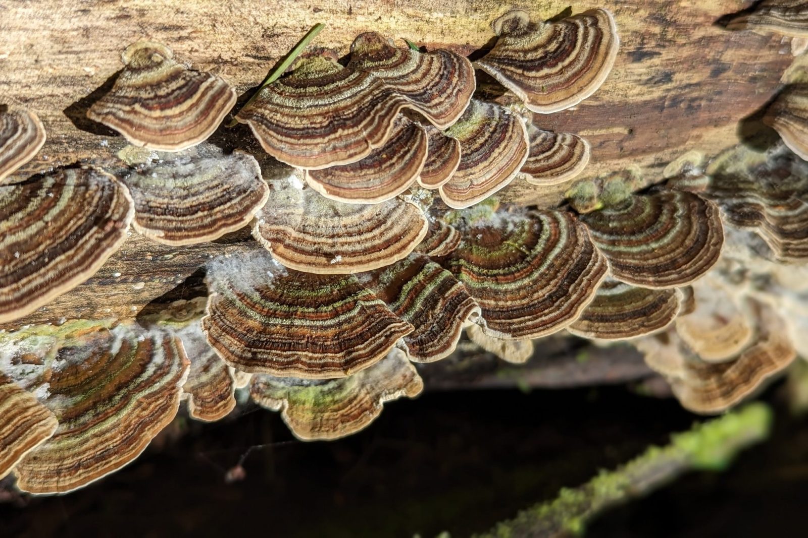 Seattle Mushroom Foraging 101