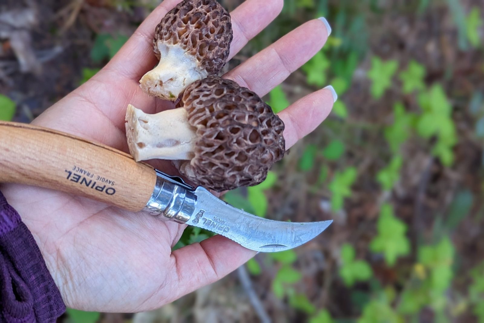 Morel Mania Hunt