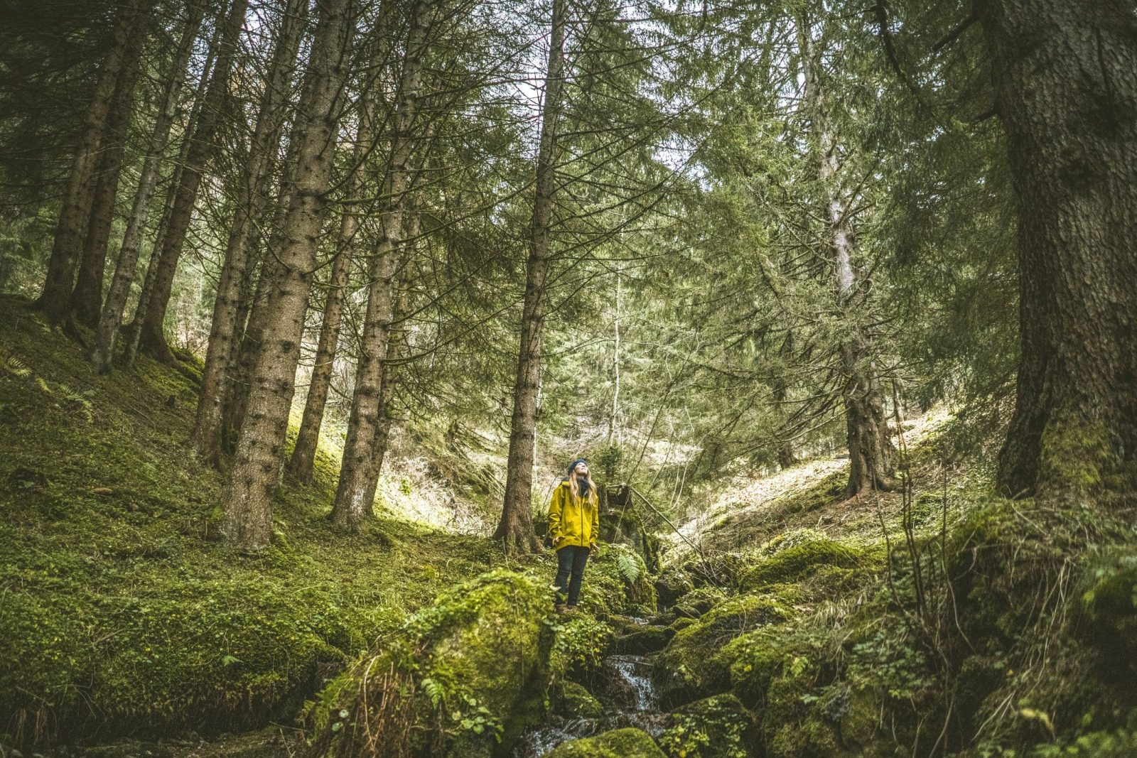 A forager looks up into old-growth forest in western Washington