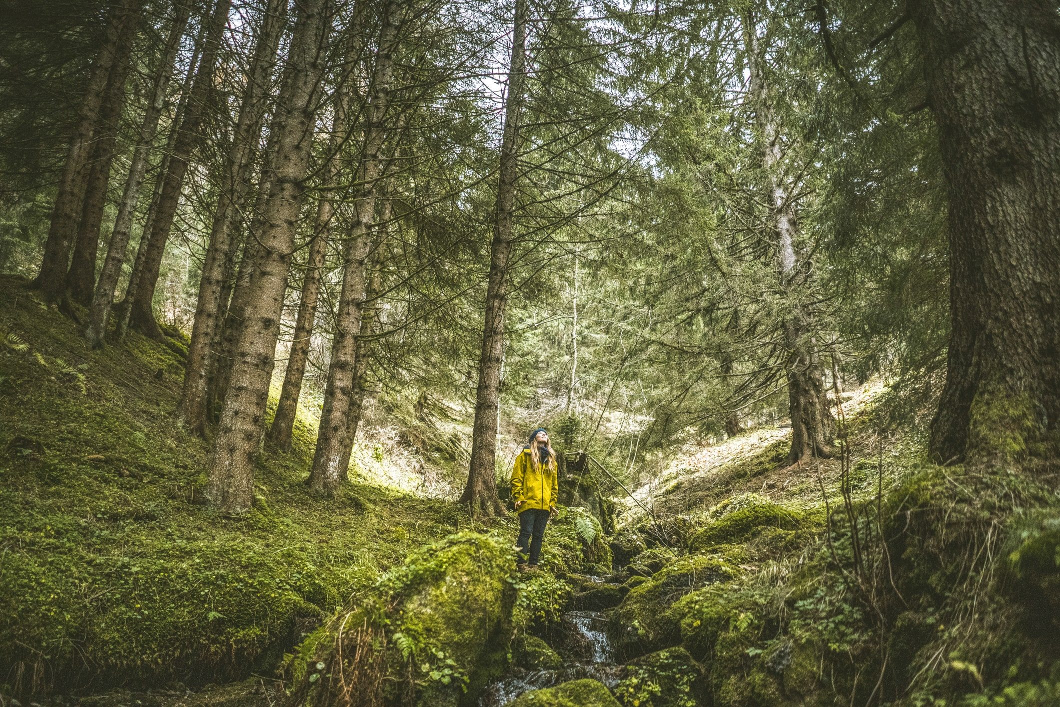 A forager looks up into old-growth forest in western Washington